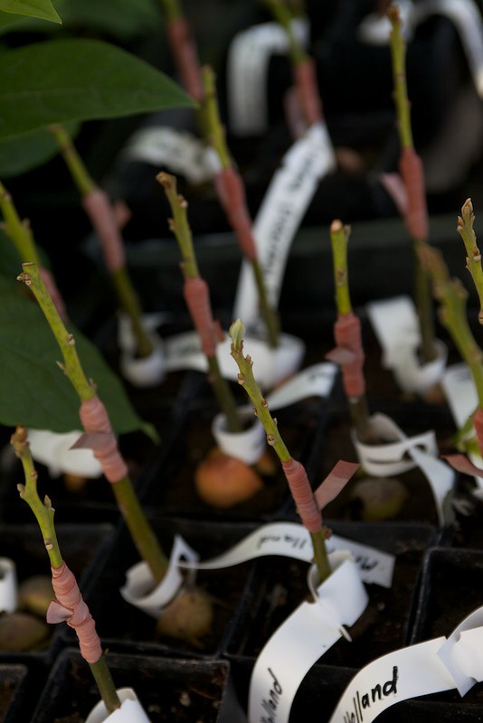 avocado saplings grafted