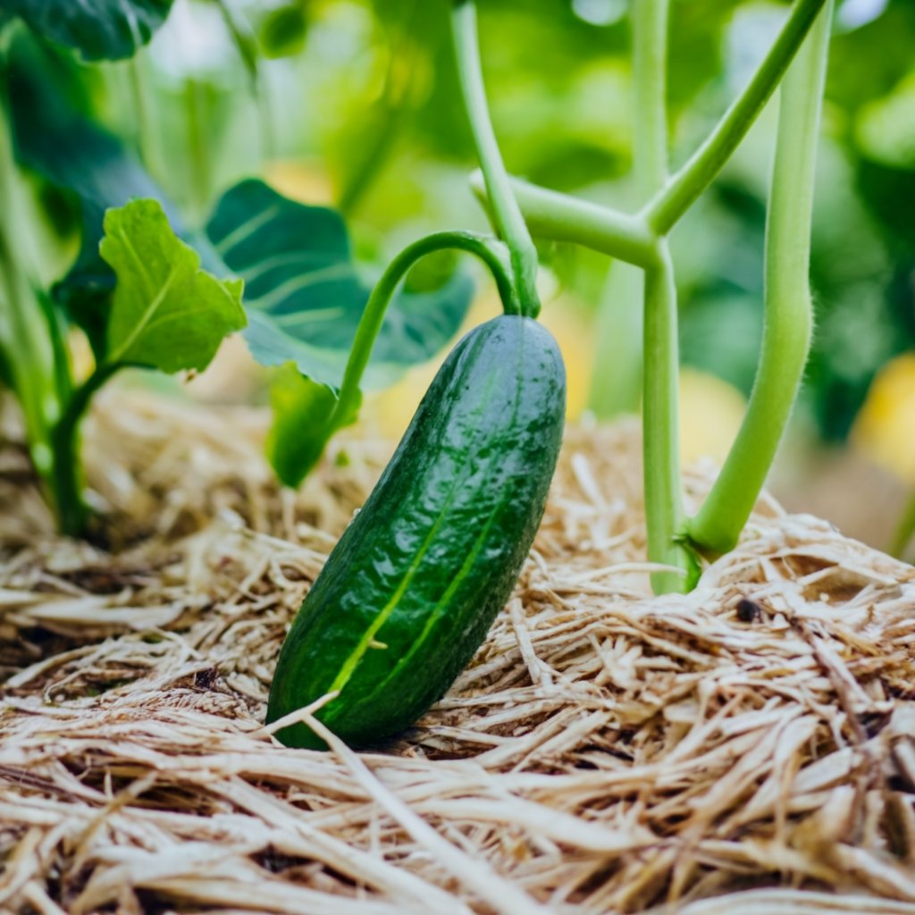 cucumber with straw mulch