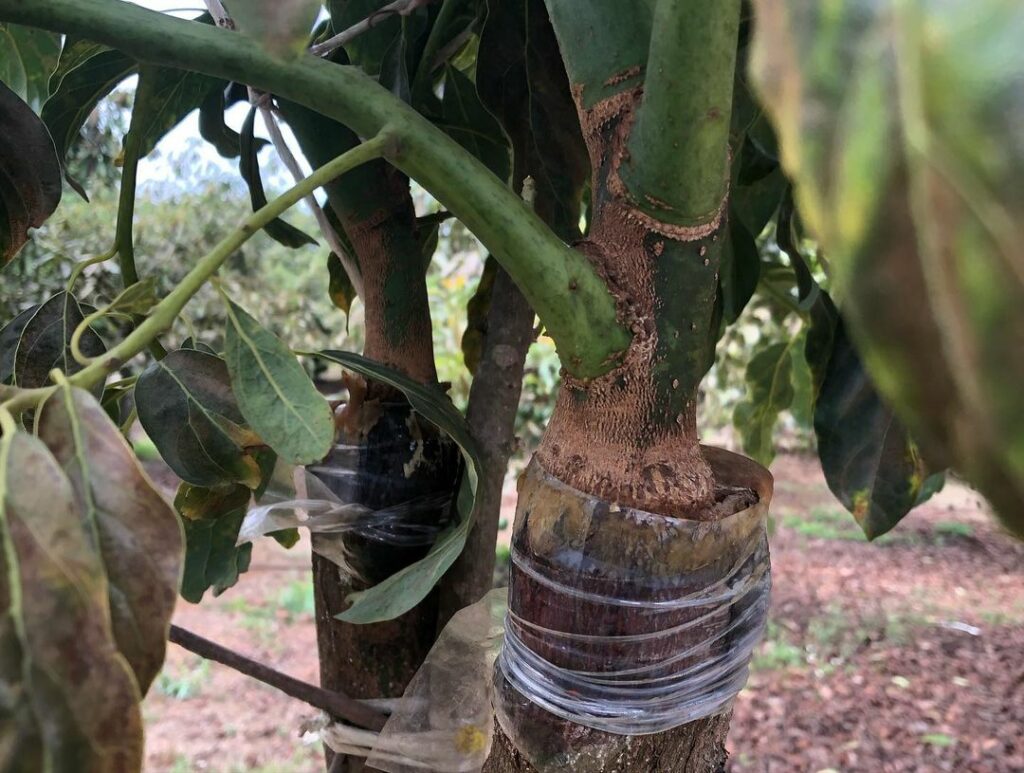 grafted avocado