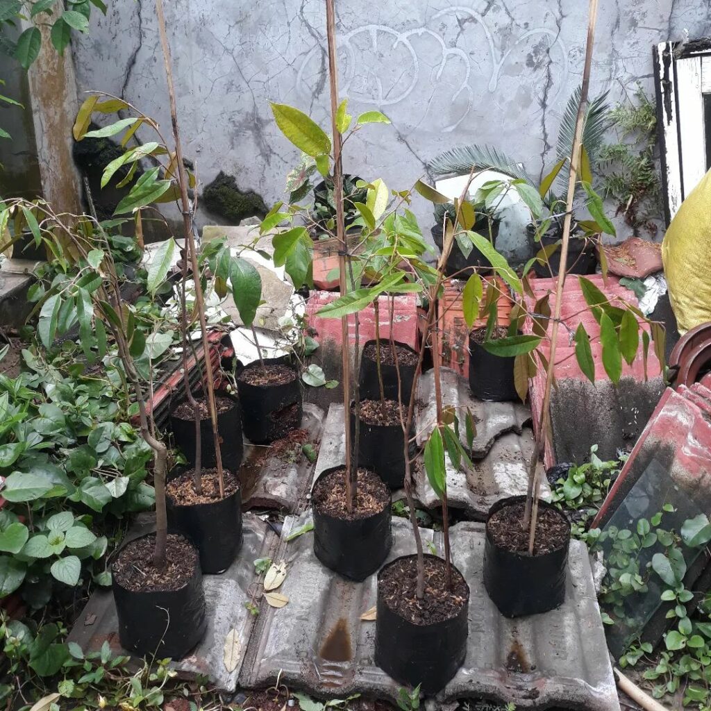 grafted avocado trees in pots