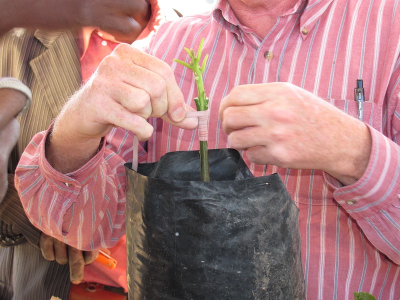 grafting an avocado tree