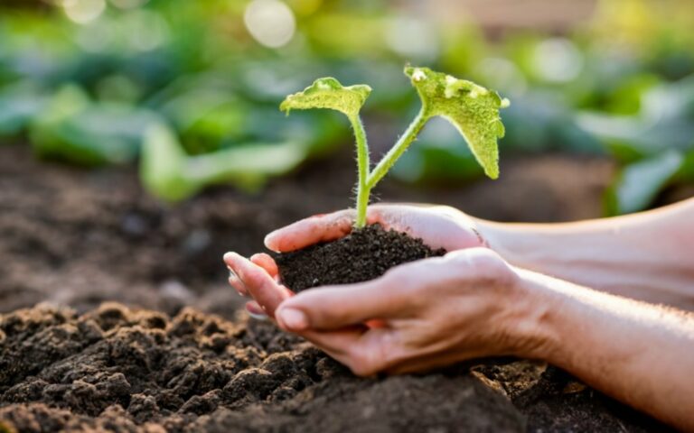 growing cucumbers on the ground