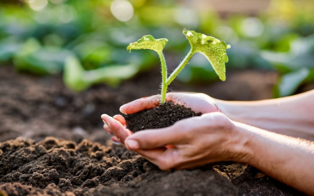 hands planting cucumber seedling in soil