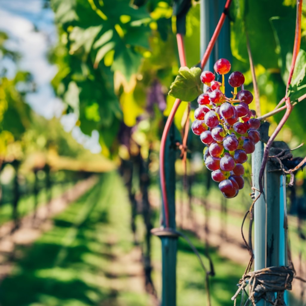 sturdy galvanized steel wires supporting a grapevine