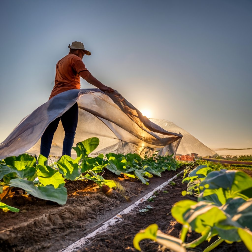 row cover over cucumber plants