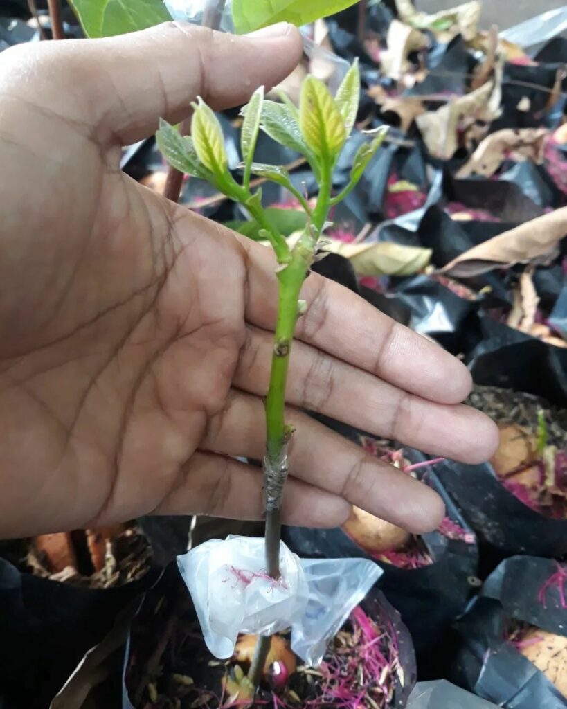 young avocado grafted