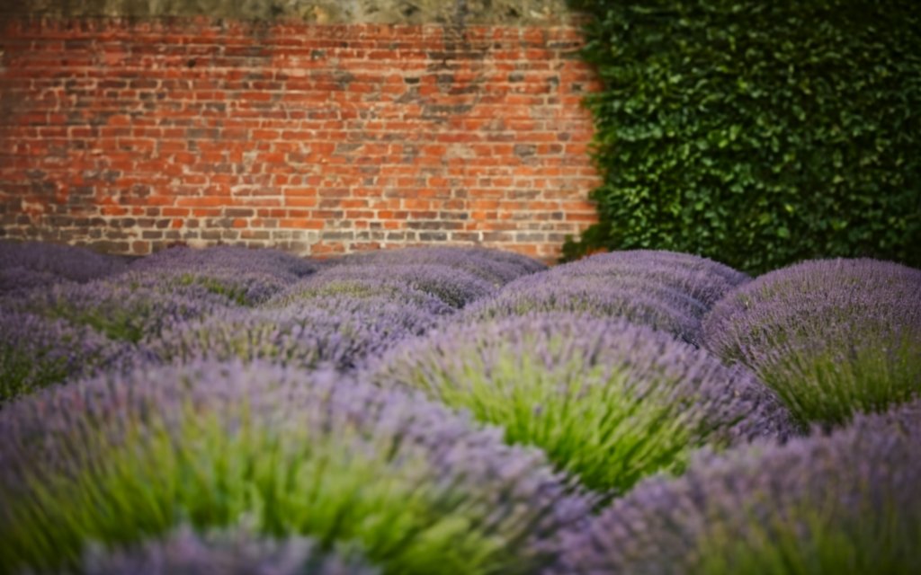 Artistic shot of a lavender hedge against a brick wall