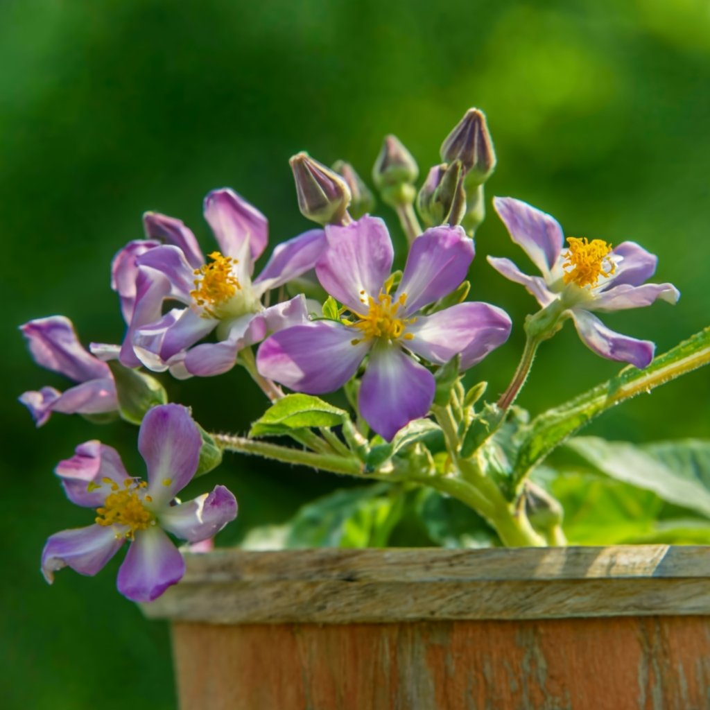 Bright purple eggplant flowers blooming in a container