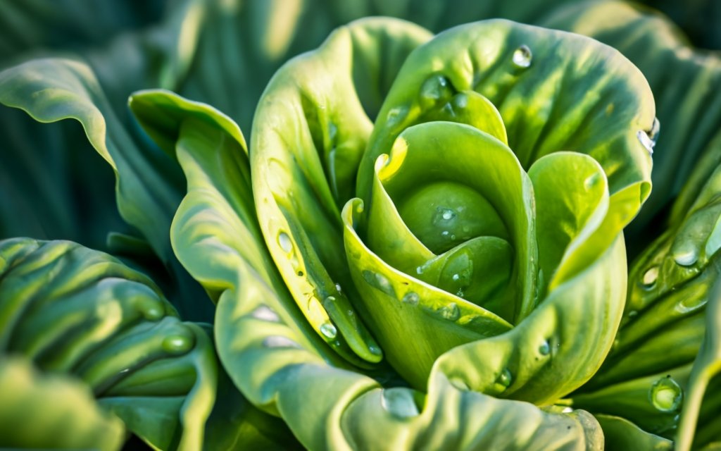 Close-up of bolting lettuce with water droplets, in a sunlit garden