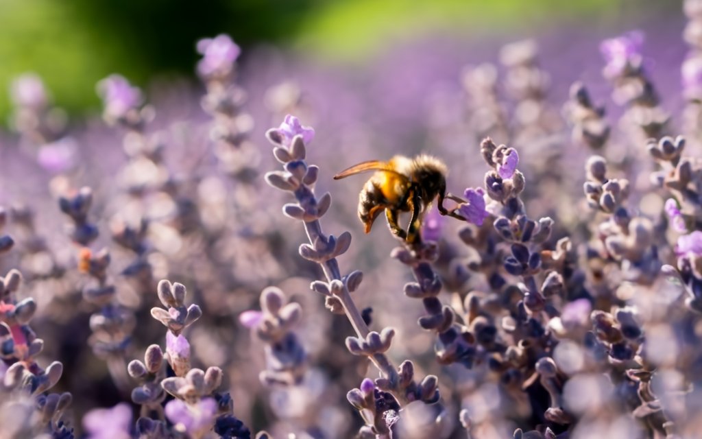 Close-up of lavender hedge with bees