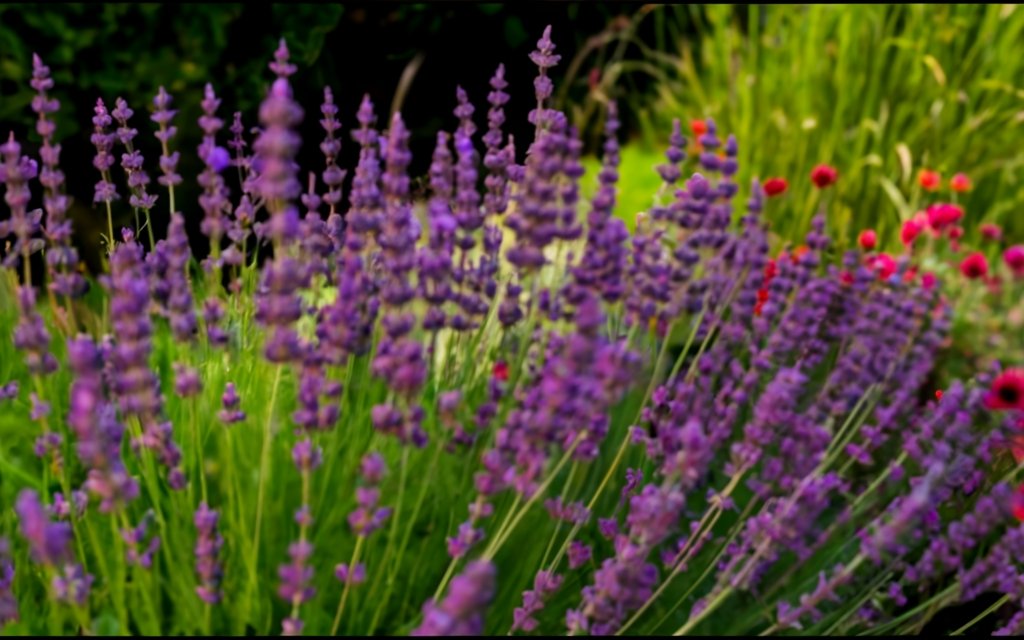 Lavender hedge in a colorful home garden