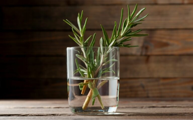 starting rosemary from cuttings