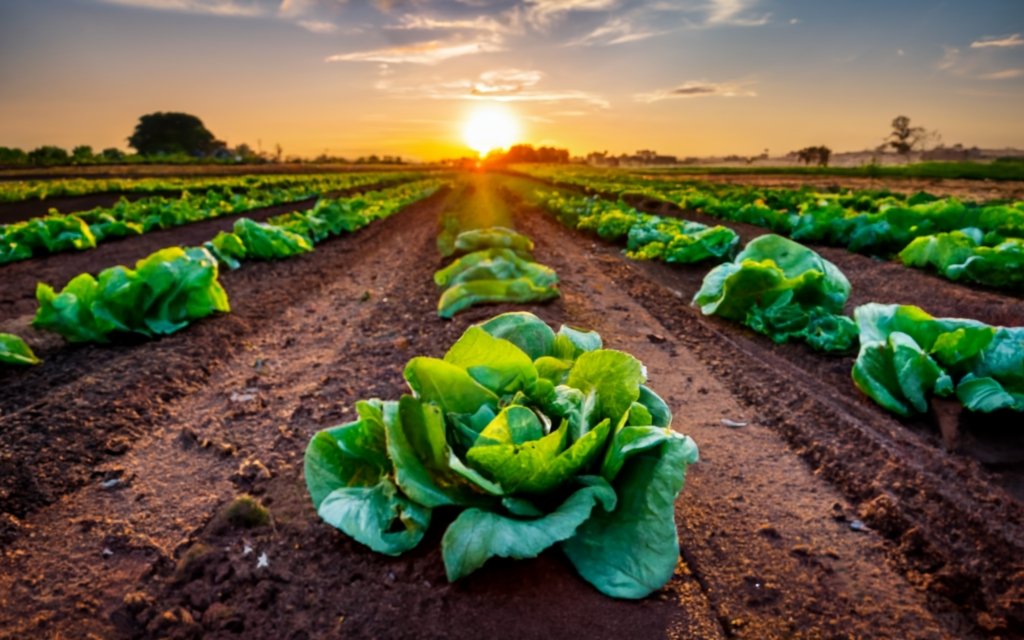 Row of lettuce in garden soil, golden sunset in the background